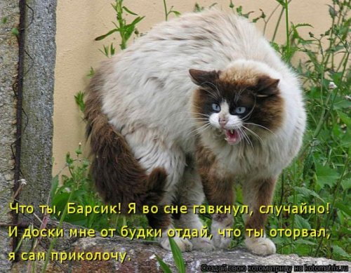 Свежая котоматрица на Бугаге (37 фото)