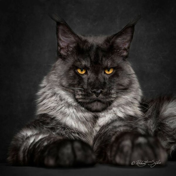 Американская енотовая кошка Maine Coon