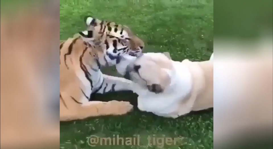 Трогательная любовь пса и тигрицы восхитила пользователей Сети