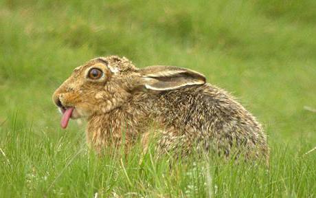 Где живут зайцы и роют ли они норы?