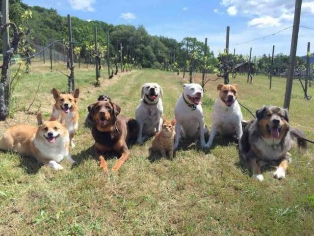 Они смогли влиться в новый коллектив и замаскироваться. Подборка смешных фото Они смогли влиться в новый коллектив и замаскироваться. Подборка смешных фото