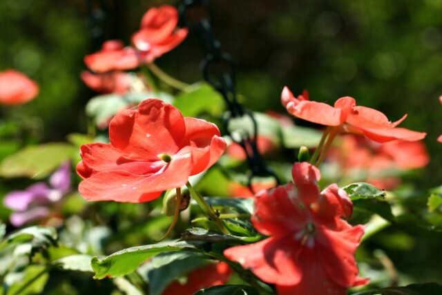 Бальзамин Валлера (Impatiens walleriana). © wikipedia  
