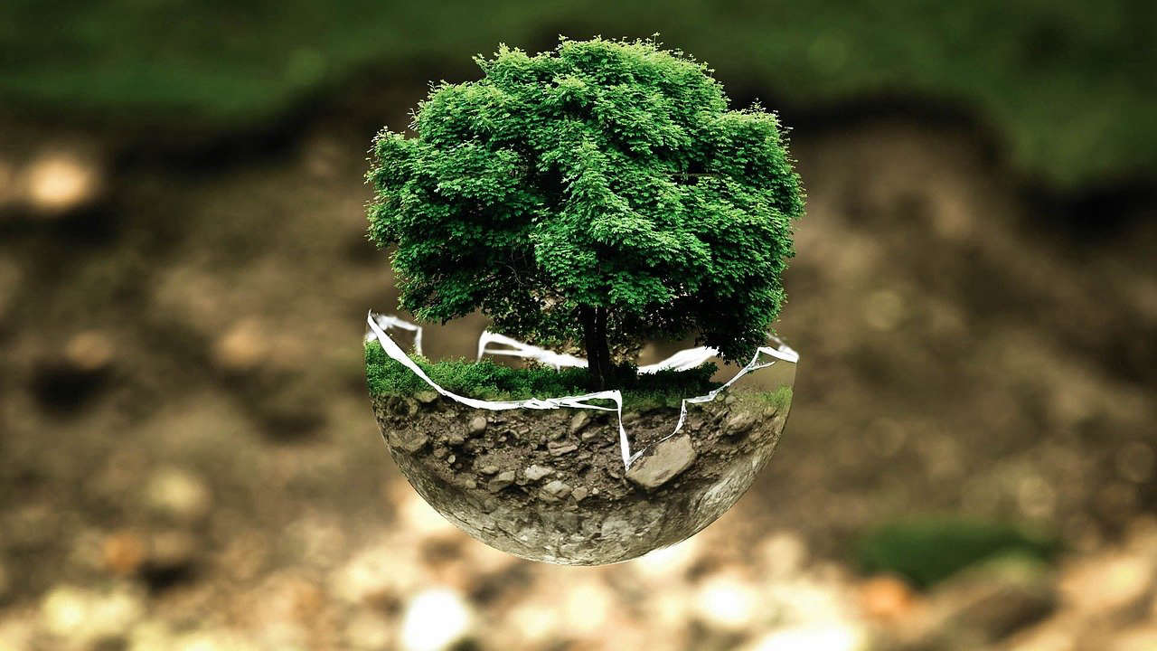 Деревья с QR-кодами появятся в Уфе в рамках акции «Зеленая Башкирия» Общество