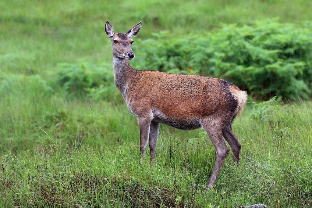 Cervus elaphus, оленуха