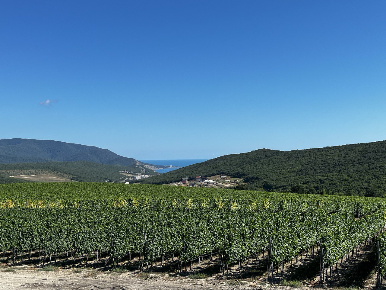 В Краснодарском крае площадь виноградников увеличится до 1,5 тыс. га
