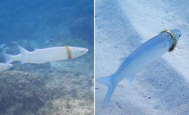 Рыба случайно застряла в драгоценном кольце и уплыла. Теперь ее пытаются нейти все рыбаки острова Культура