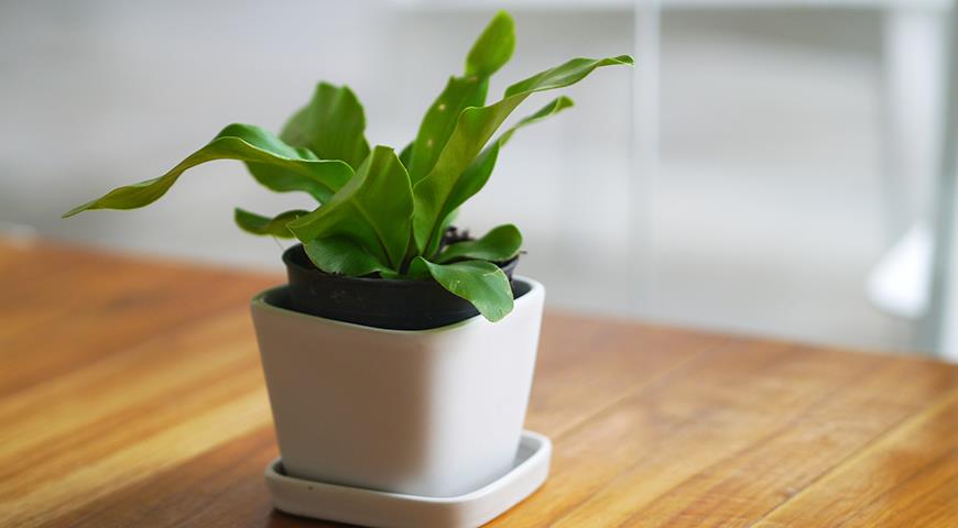 7 самых красивых и неприхотливых комнатных папоротников 7 самых красивых и неприхотливых комнатных папоротников