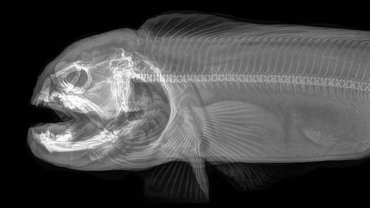10 поразительных рентгеновских снимков диких животных животных, амурского, более, которые, часто, позволяют, радиологии, зоопарков, эффективно, времени, меньше, означает, обмениваться, архивировать, намного, быстрее, кадры, снимки, рентгеновские, делают