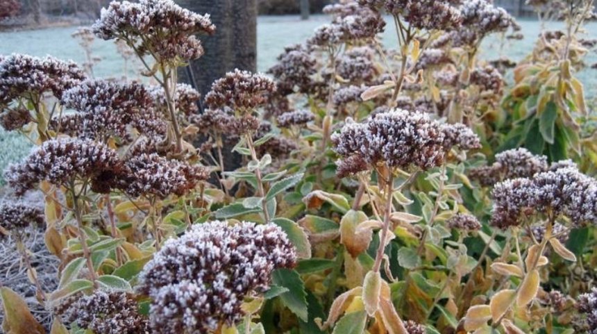 Припорошенный снегом очиток видный Herbstfreude 