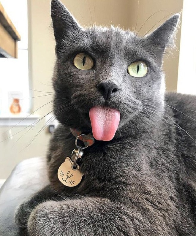 Кошка лежит