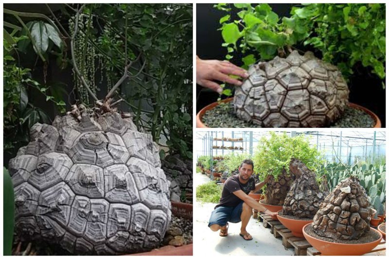 Dioscorea elephantipes (Диоскорея слоновья) интересное, красиво, природа, растения, удивительно, факты