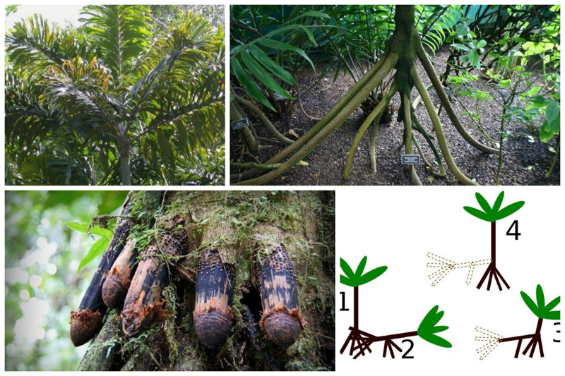 Socratea exorrhiza - palmeiras equatorianas a pé.  Quando os nutrientes terminam, a palmeira libera os brotos das raízes, após o enraizamento das quais as raízes velhas morrem das árvores, incrível, natureza, incrível, flora