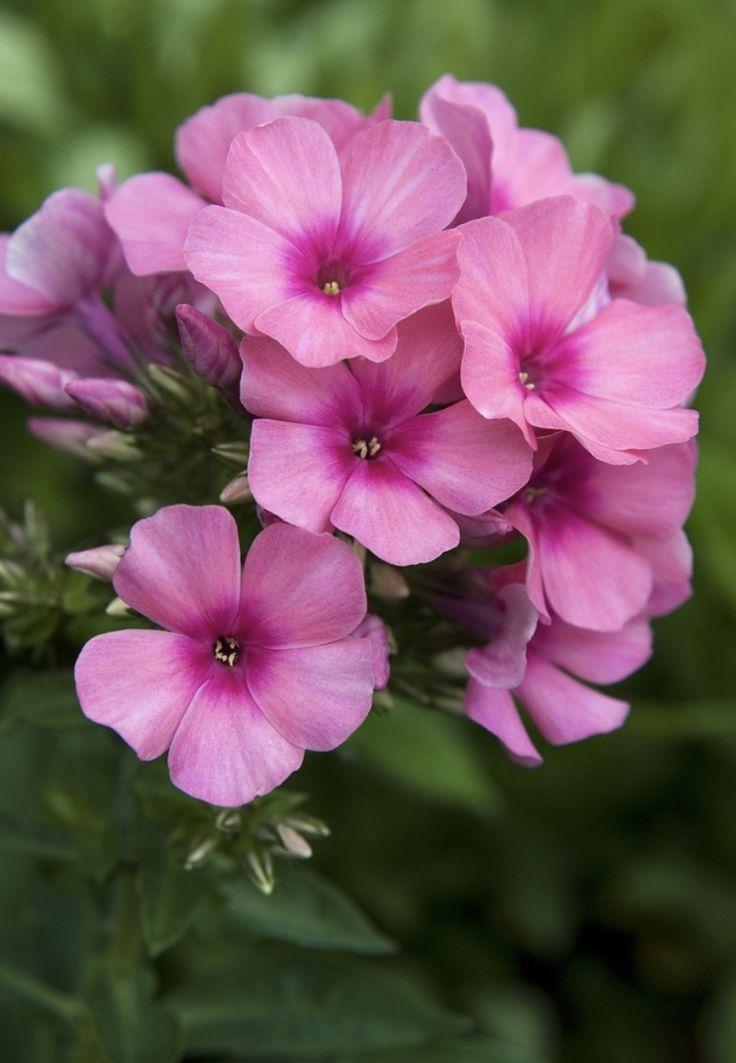 Какие цветы посадить на кладбище: 10 многолетних неприхотливых в уходе растений сажать, лучше, можно, растение, цветут, любит, только, хорошо, грунт, почву, всего, растения, когда, цветы, почвы, Также, посадить, после, апреля, почва