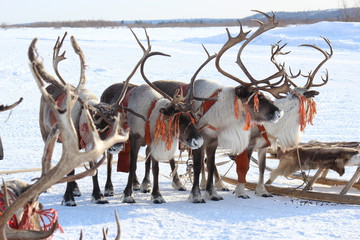 Кусочек красивой зимы с оленями Кусочек красивой зимы с оленями