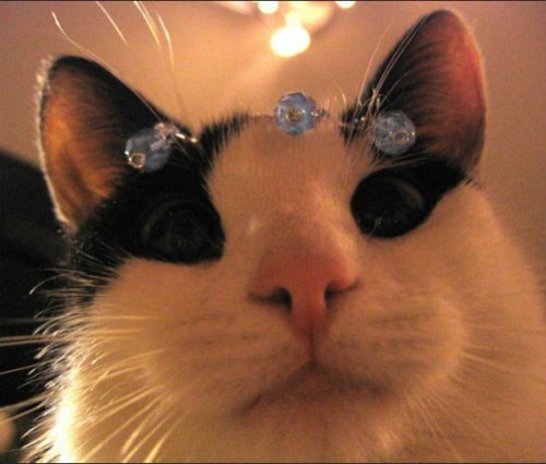 23 наглядных фотодоказательства того, что кошки ведут себя, как люди 23 наглядных фотодоказательства того, что кошки ведут себя, как люди