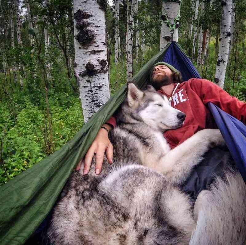 15 фото, после которых вам захочется завести собаку. 15 фото, после которых вам захочется завести собаку.