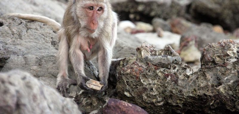 Macaques use stone tools to crack open shellfish. 