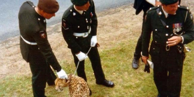 Пингвин Нильс Олаф и еще 4 экзотических животных-талисманов армий мира Пингвин Нильс Олаф и еще 4 экзотических животных-талисманов армий мира животные,интересное,курьезы,природа