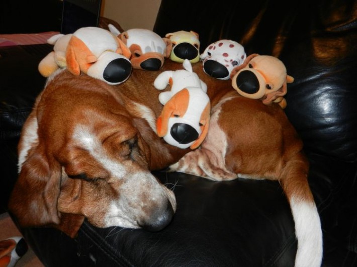 Милые животные и мягкие игрушки 