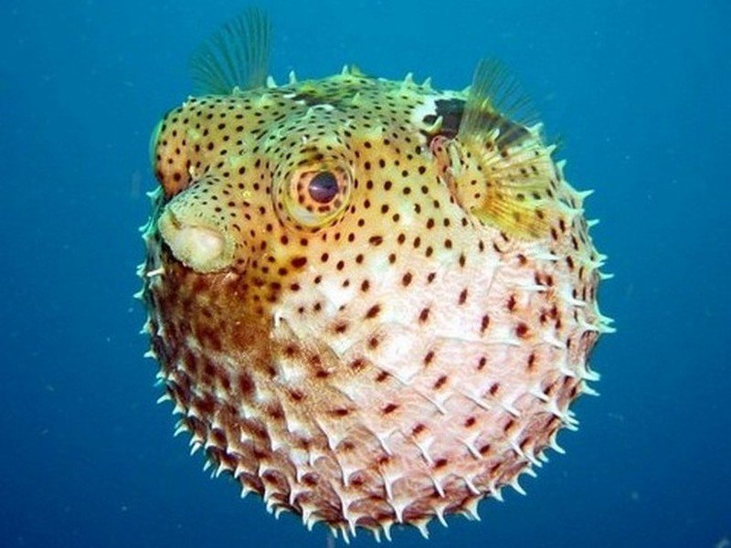 Еда, запрещенная во многих странах Еда, запрещенная во многих странах еда