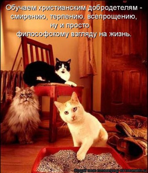 Свежая котоматрица (29 фото)