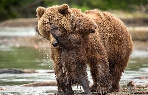 Фотограф воспользовался шансом поближе познакомиться с медвежьим семейством дикие звери, животные, лосось пошел, медведи, медведица с медвежатами, рыбная ловля, тайга, экзотика