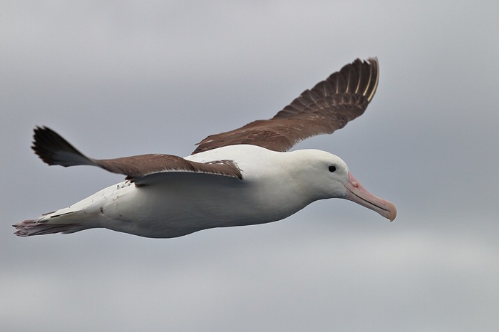 Альбатрос - по, сути, одно из священных животных для пиратов, с которым связана масса суеверий. /Фото: en.wikipedia.org