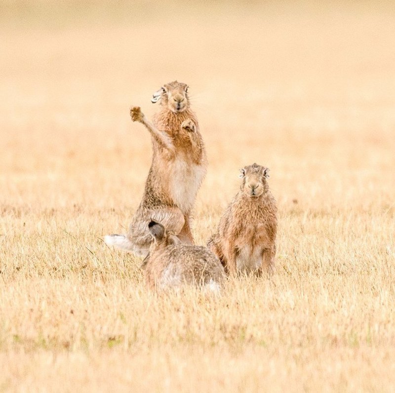    Nikon D7200   Sigma 150-600mm , , , , , , 