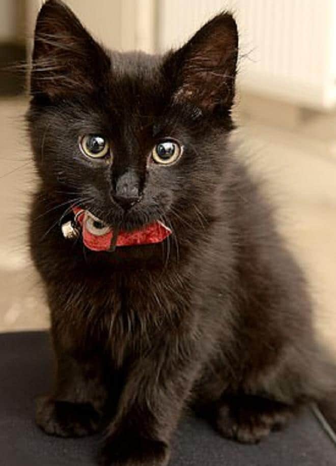 Черный котенок