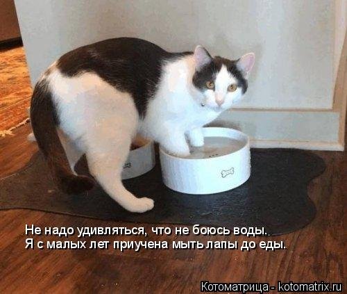 Новая котоматрица  смешные картинки