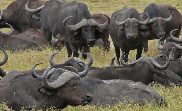 Африканские буйволы: описание, разновидности