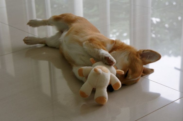 Милые животные и мягкие игрушки 