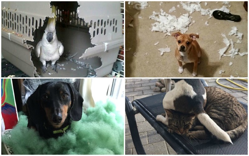 30 животных, которые ведут себя самым наглым образом животные, забавно, наглосты, пакости, питомцы, фото, шалости, юмор