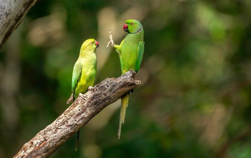 Фотография: Самые смешные фото диких животных от финалистов Comedy Wildlife Photography Awards 2020 №33 - BigPicture.ru