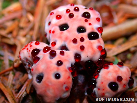 800px-Hydnellum_peckii.darvin