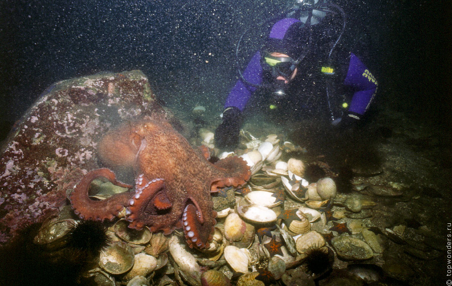 Дайвинг в Приморье, встречи c гигантским тихоокеанским осьминогом Дайвинг в Приморье, встречи c гигантским тихоокеанским осьминогом заграница,отдых