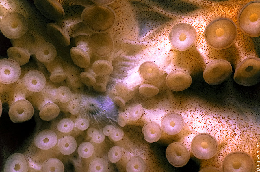 Дайвинг в Приморье, встречи c гигантским тихоокеанским осьминогом Дайвинг в Приморье, встречи c гигантским тихоокеанским осьминогом заграница,отдых