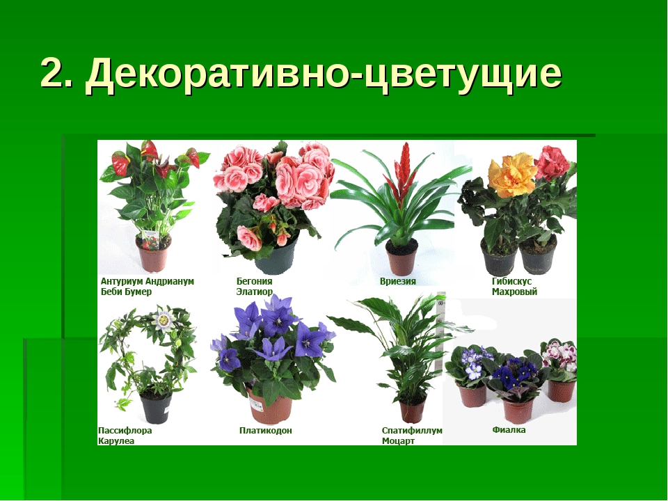 Рейтинг комнатных растений