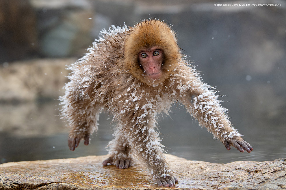 Фотографии финалистов Comedy Wildlife Photography Awards 2019