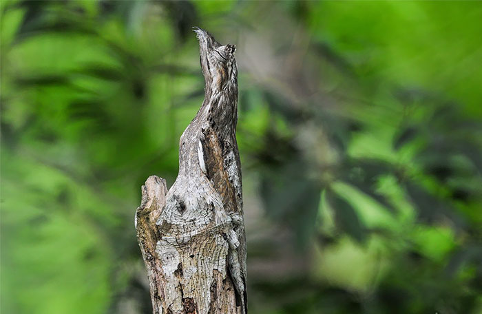 Long-Tailed Potoo