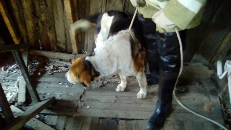 В Димитровграде спасли пса, который провалился в погреб и не мог выбраться два дня