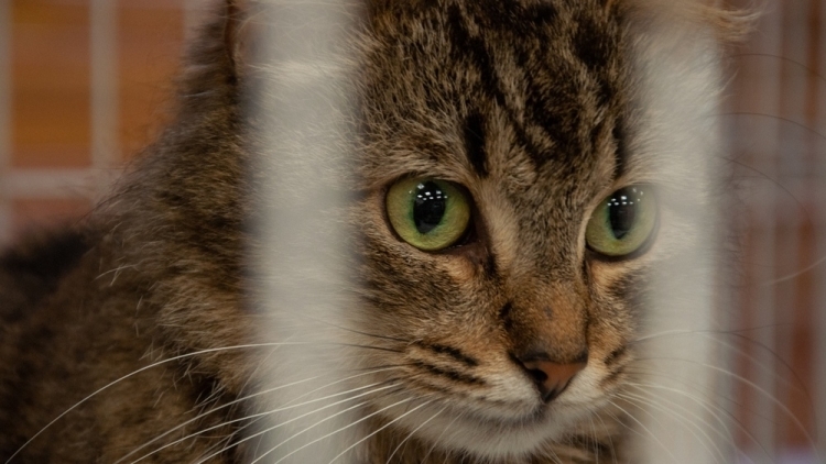 Житель Новороссийска выставил на Avito кошку-целительницу за 20 млн рублей
