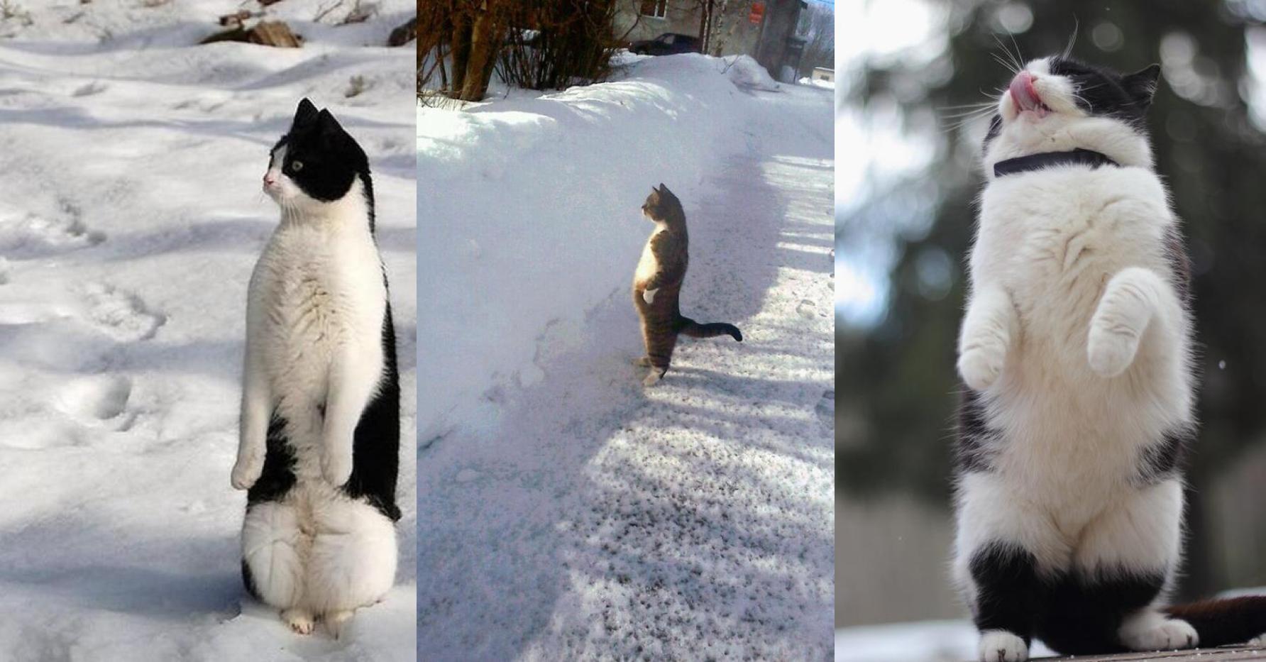 Кот на двух лапах мем. Кот на задних лапах Мем. Кот стоящий в снегу. Кот с лапкой Мем. Кот на задних лапах возле сугроба.