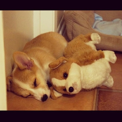 Милые животные и мягкие игрушки 