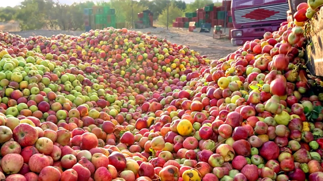 Переполненный польскими яблоками грузовик задержали у границы с Россией Беларусь,Граница,Польша,Россия,Экономика,Мир,Яблоки