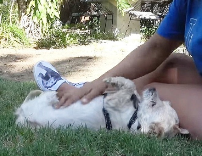 Песик в траве