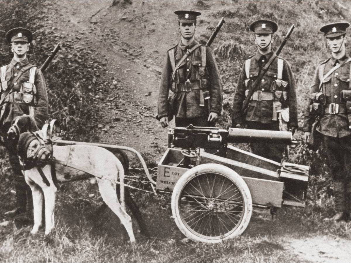 Четвероногий воин: история боевых псов Четвероногий воин: история боевых псов история,прикол