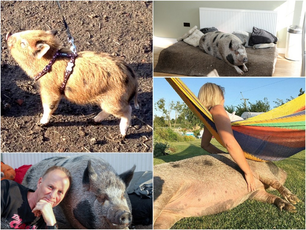 Растянулся поросенок как спасти. Свинья животное. Самые большие животные. Гигантская свинья спасла девочке жизнь. Одетые свиньи.