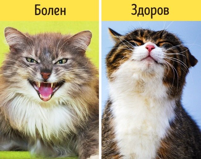 Какие признаки указывают на то, что питомца надо срочно показать ветеринару