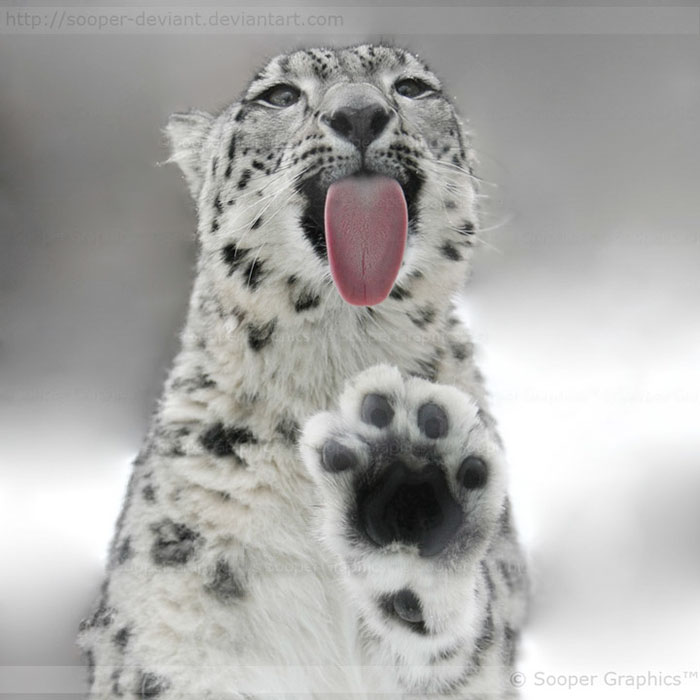 Snow Leopard